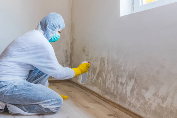 Licensed Mold Remediation service in Belvidere, NC - WQB Mold Removal